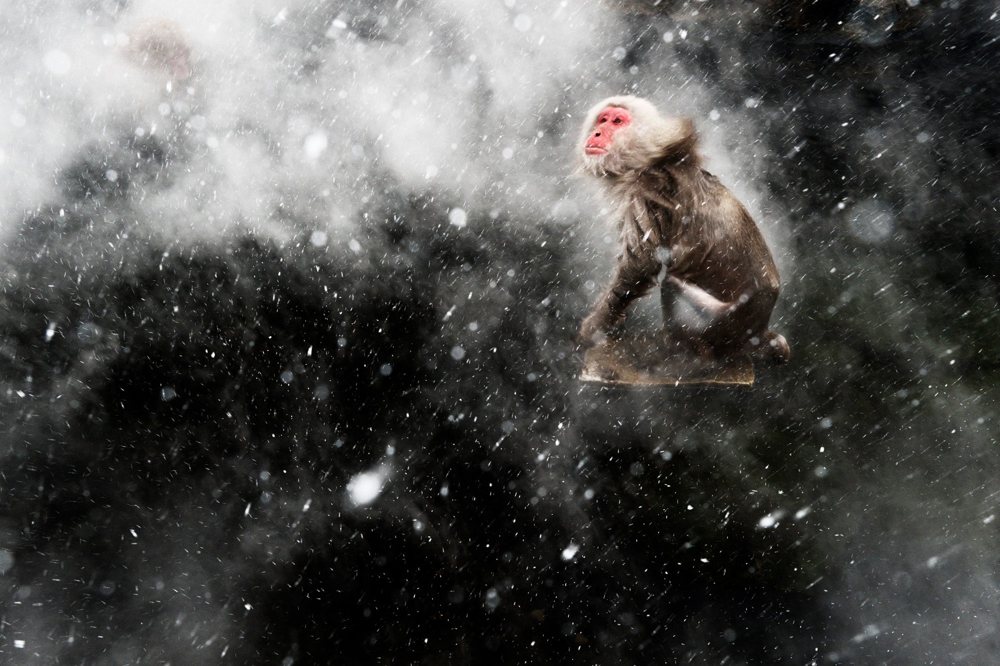 During a blizzard in Joshin’etsukogen National Park, on the island of Honshu, a Japanese macaque shakes off snow and water drops while resting on a rock that’s poking out of a hot spring.