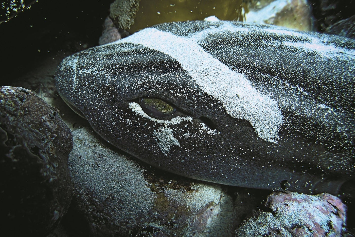 A striped catshark.