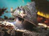 A trap limpet waits to slam down on a kelp frond as it washes under its shell.