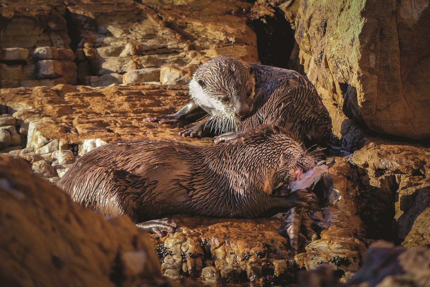 Cape clawless otters