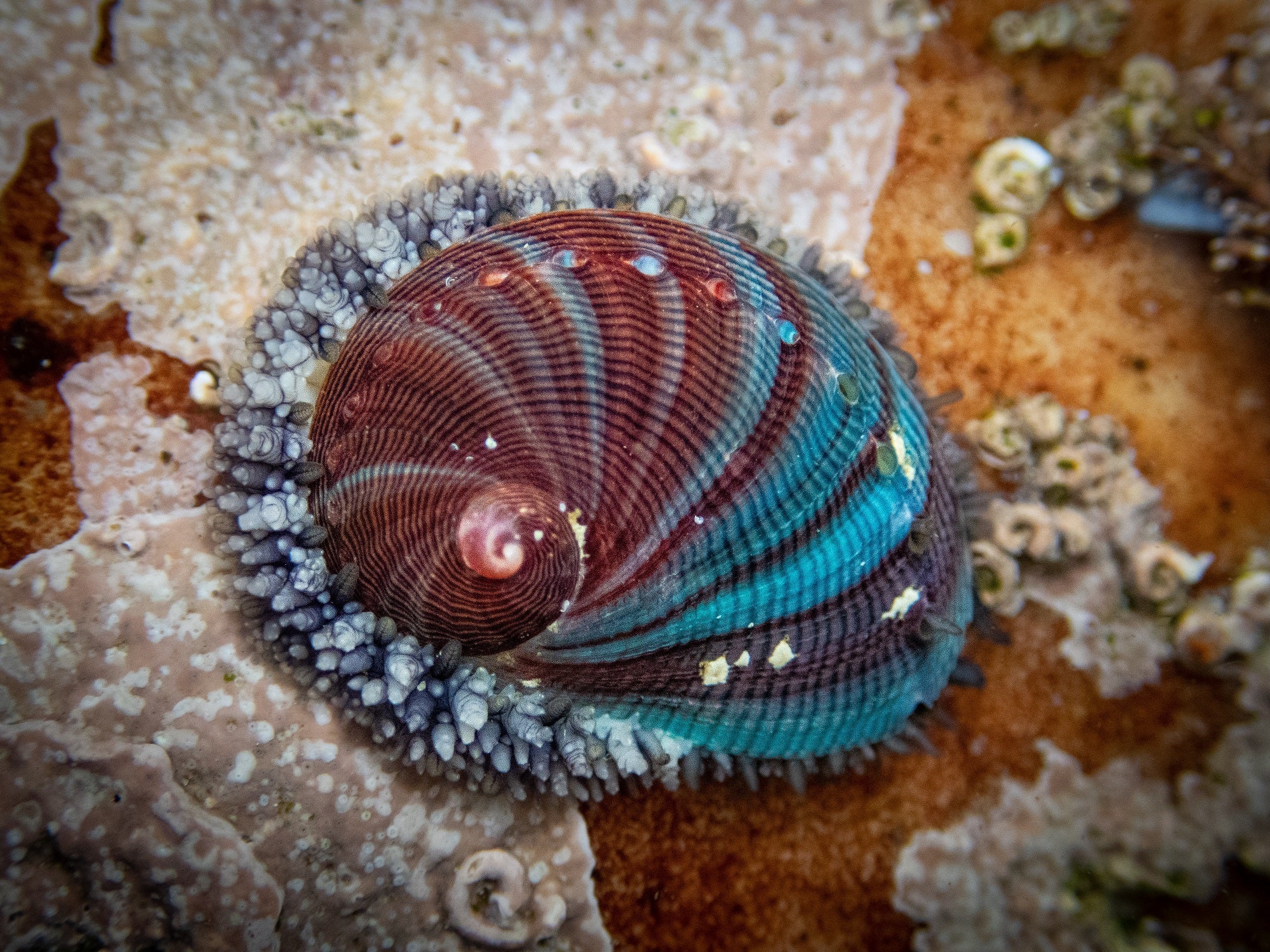 It is possible to track what a young abalone has eaten by looking at the color pattern on its shell.