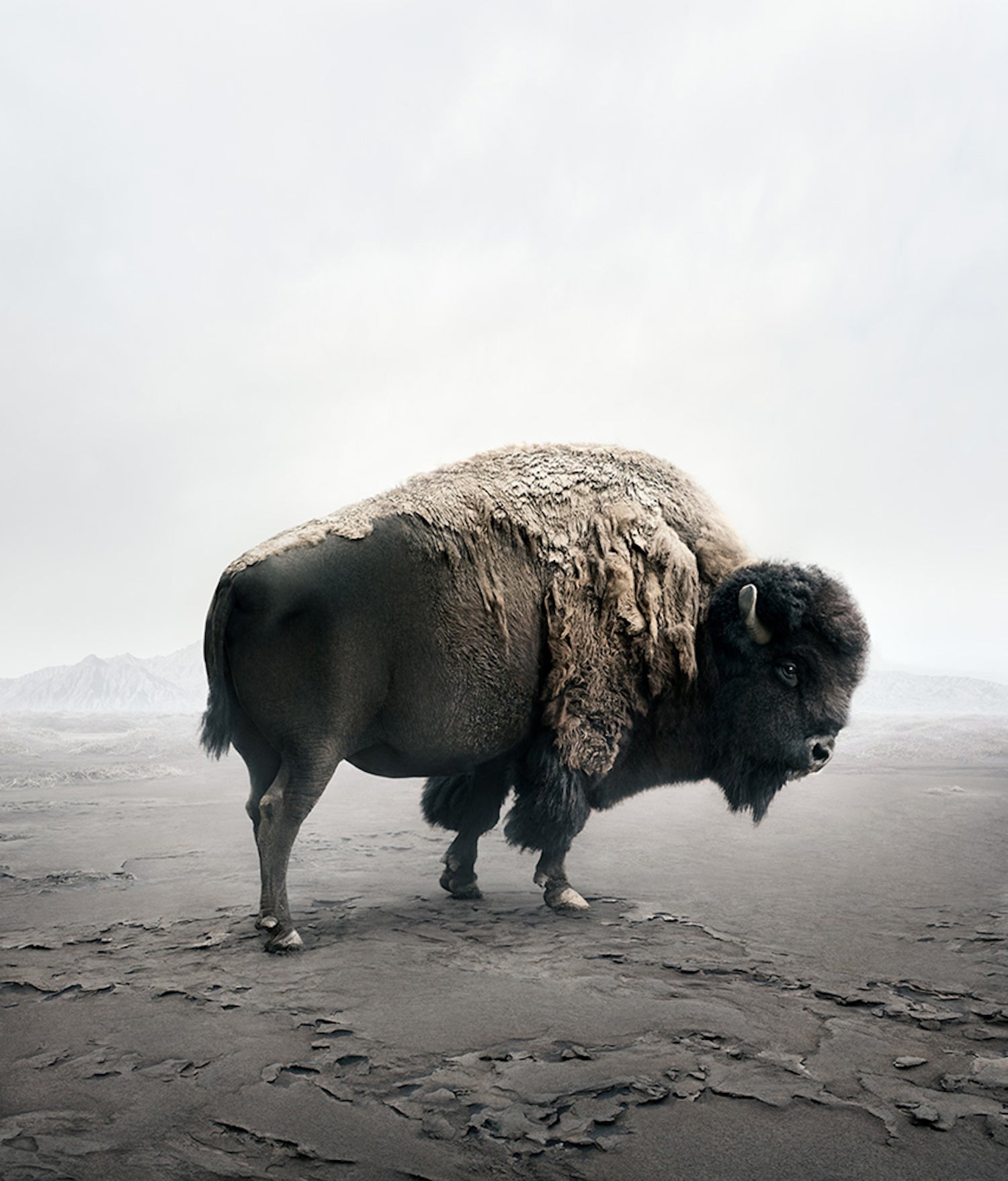  “Be Here Bison” by Alice Zilberberg, from her series, “Meditations 2019-2021.” For this series, Zilberberg produced digital montages in post-production of animals that she says are “an expression of self-therapy.” For the artist, her depictions of these creatures reinstate a tranquility and a sense of calm in a tumultuous urban world.