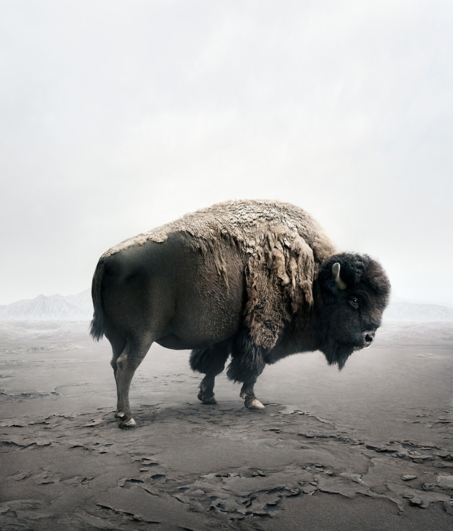  âBe Here Bisonâ by Alice Zilberberg, from her series, âMeditations 2019-2021.â For this series, Zilberberg produced digital montages in post-production of animals that she says are âan expression of self-therapy.â For the artist, her depictions of these creatures reinstate a tranquility and a sense of calm in a tumultuous urban world.