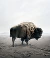 âBe Here Bisonâ by Alice Zilberberg, from her series, âMeditations 2019-2021.â For this series, Zilberberg produced digital montages in post-production of animals that she says are âan expression of self-therapy.â For the artist, her depictions of these creatures reinstate a tranquility and a sense of calm in a tumultuous urban world.