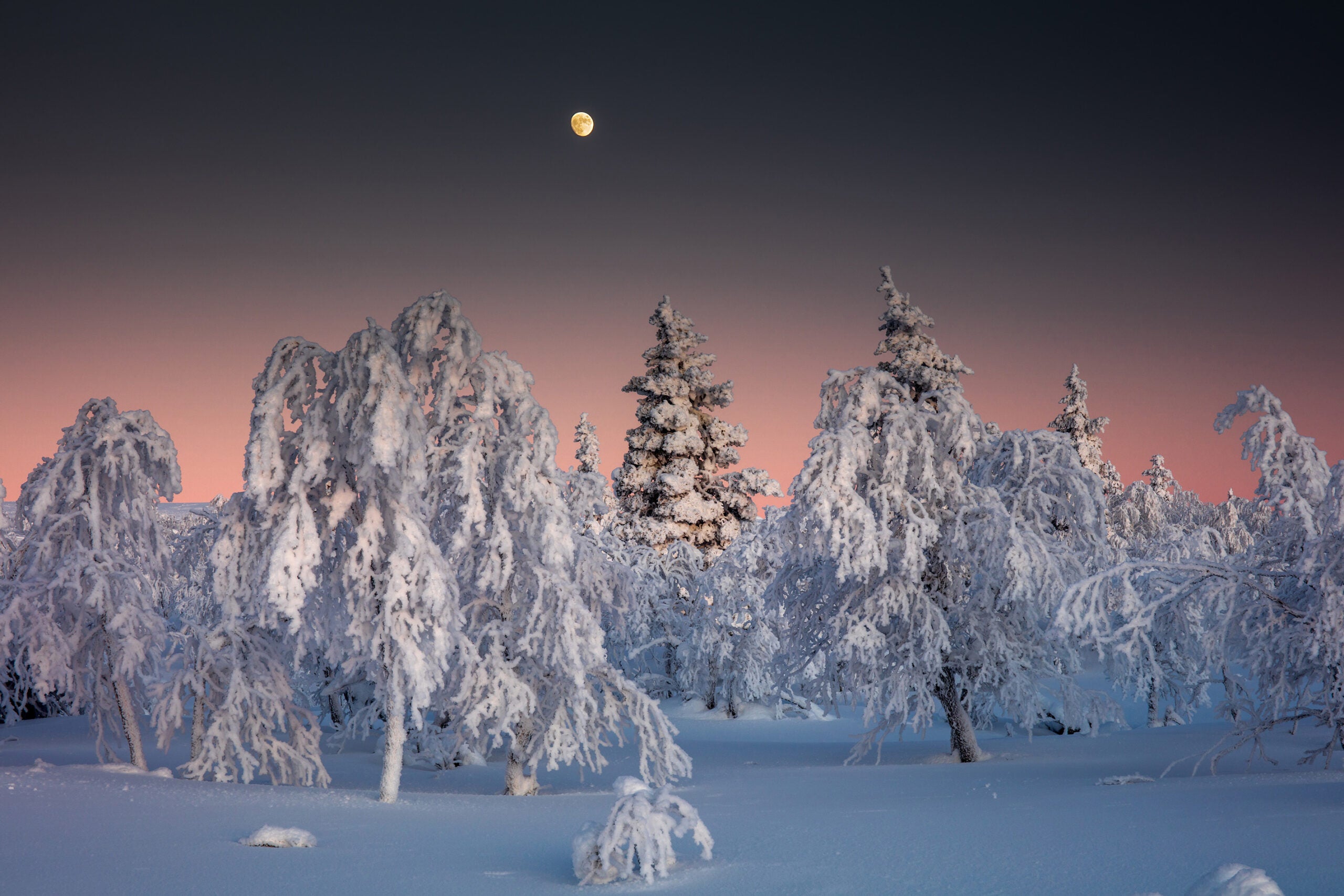 “Moon over a snowbound northern forest,” Lapland, Finland. 