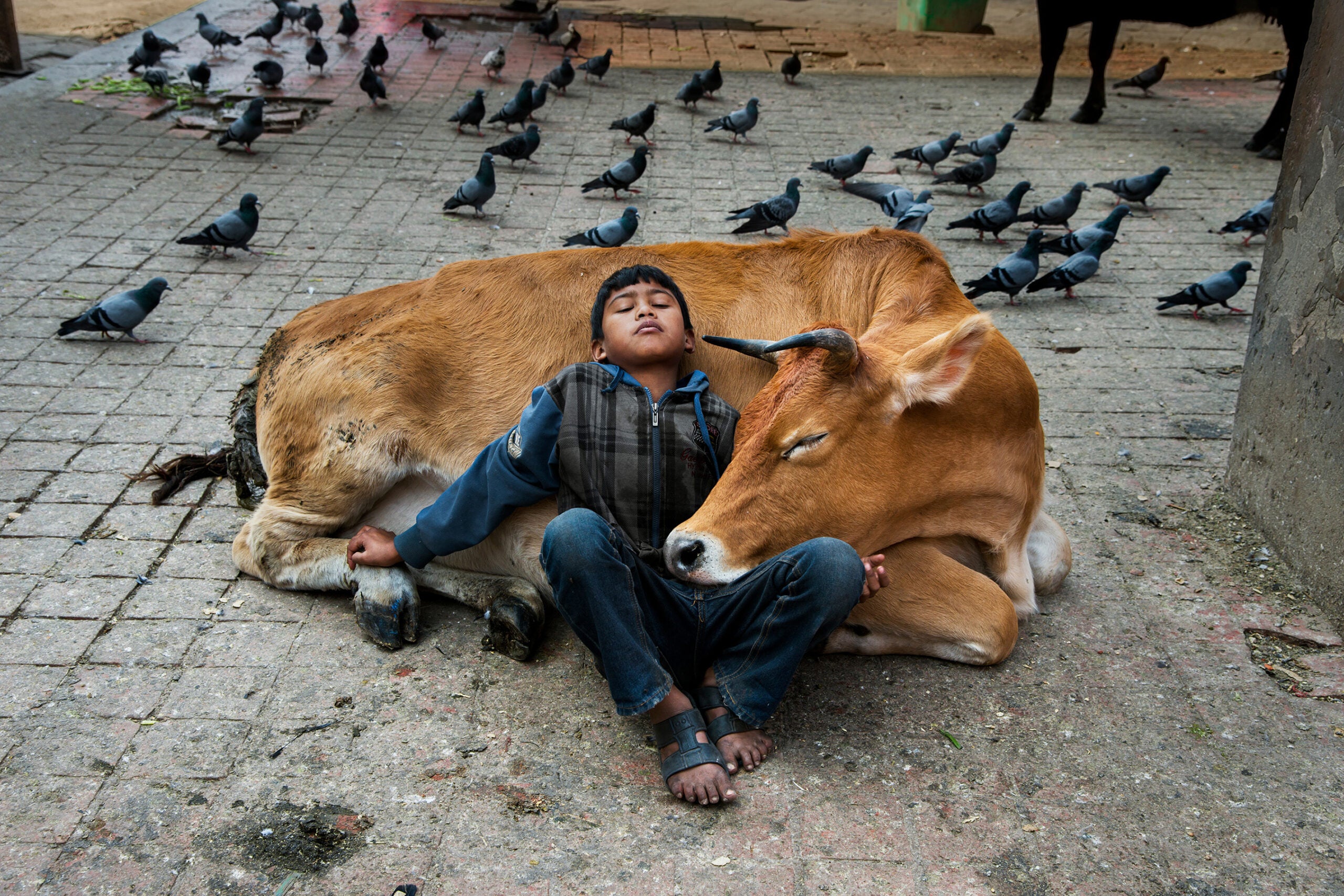 “Cow and boy rest together near Durbar Square,” Kathmandu, Nepal, 2013.