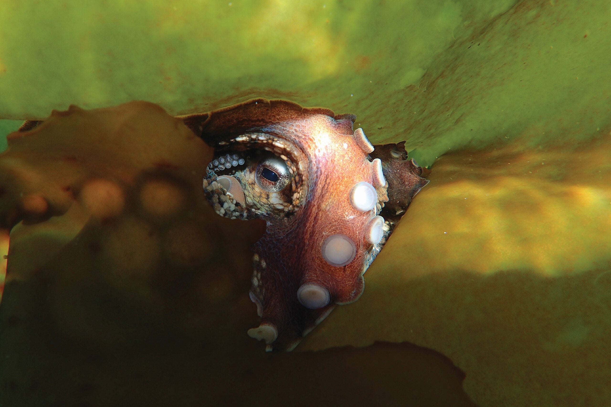 Craig Foster’s shot of an octopus’s gazing eye.