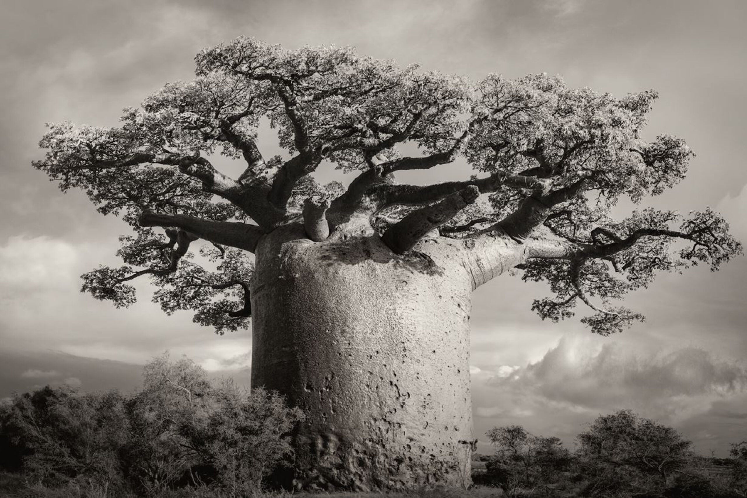 An ancient baobab tree in Madagascar.