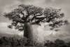 An ancient baobab tree in Madagascar.