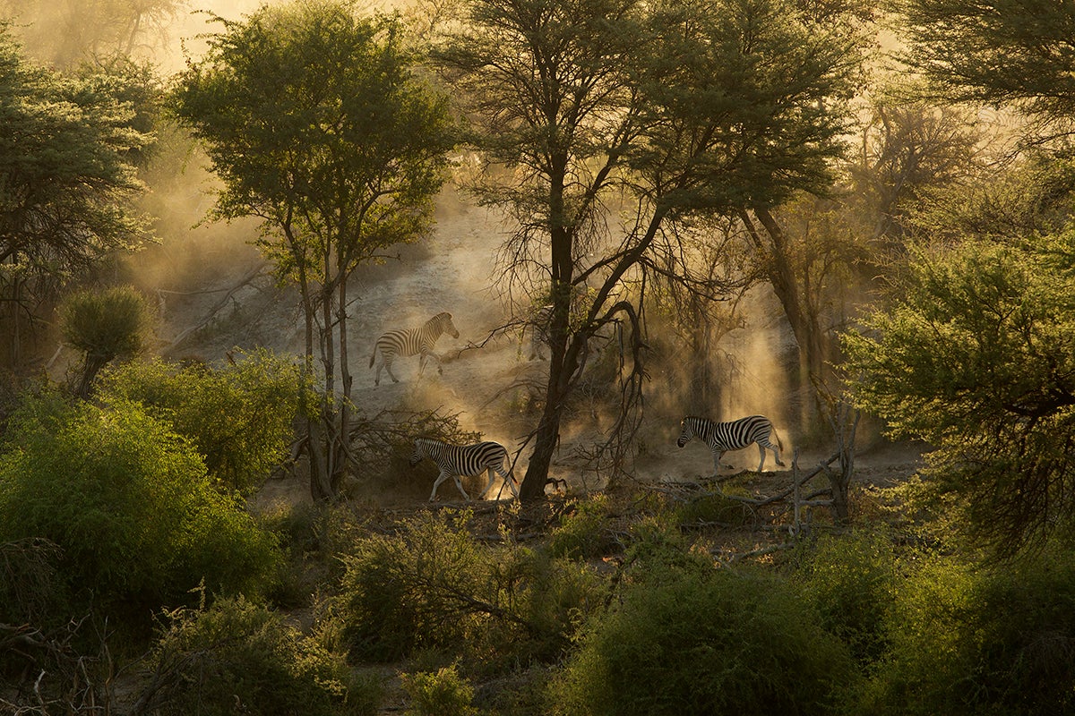 1st Place: Wildlife and Animals, Amateur division - "Zebras in the Dust."