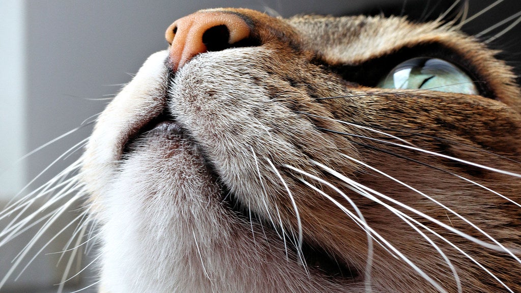 A macro shot of a cat. 
