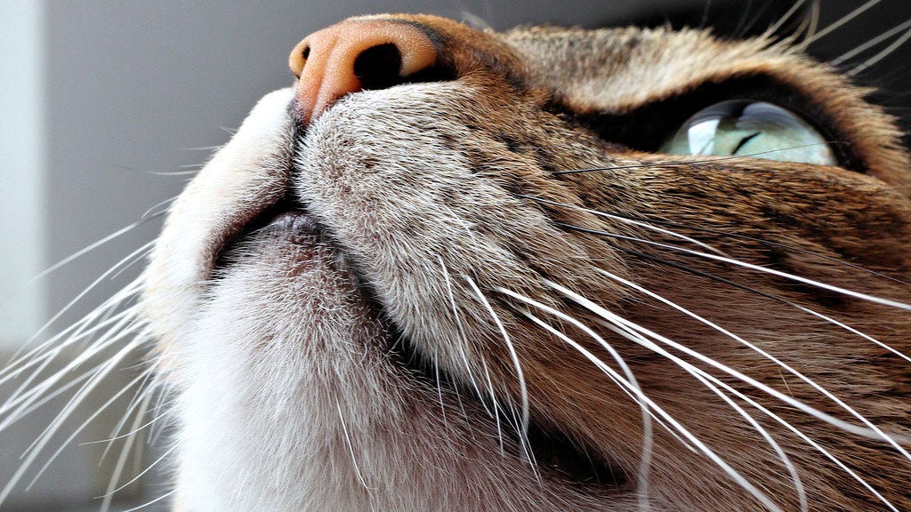 A macro shot of a cat.