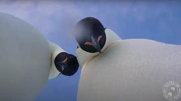 Video: Curious Emperor penguins knock over a research camera, extreme cuteness ensues