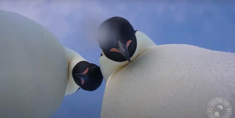 Video: Curious Emperor penguins knock over a research camera, extreme cuteness ensues