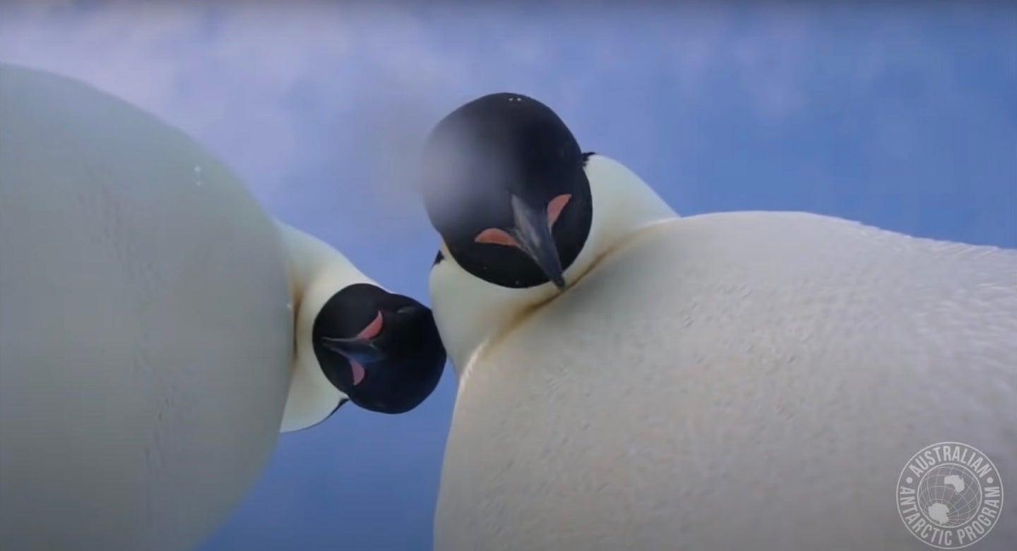 Emperor penguins inspecting a wildlife camera