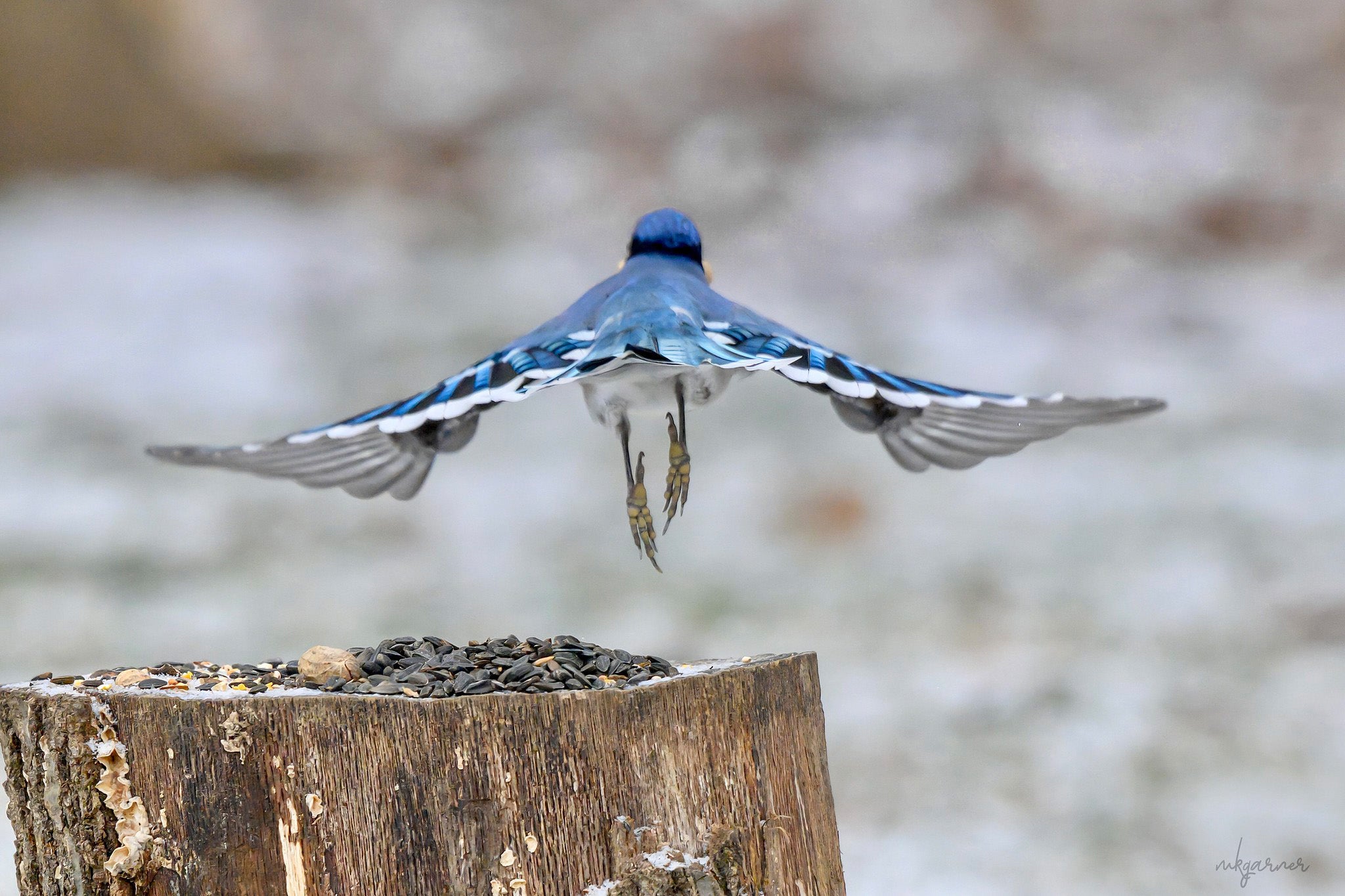 A blue Jay takes off after snatching a snack