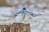 A blue Jay takes off after snatching a snack