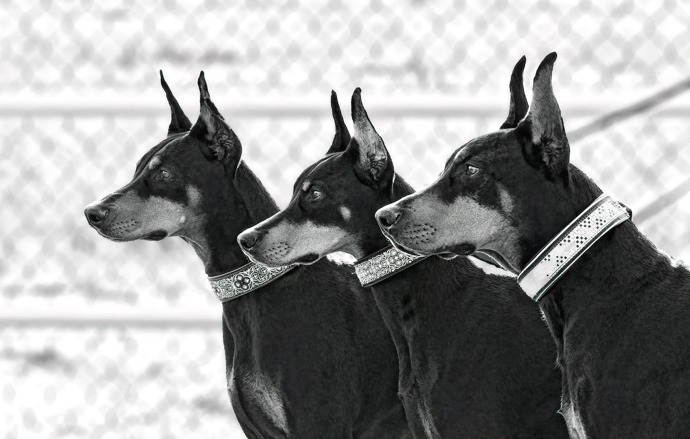 3 dobermans seen on the boardwalk in NJ