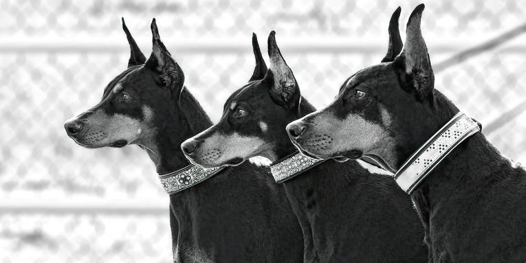 3 perfectly posed pups, Orion’s Belt from Big Bend, and other favorite Photos of the Day 3 perfectly posed pups, Orion’s Belt from Big Bend, and other favorite Photos of the Day