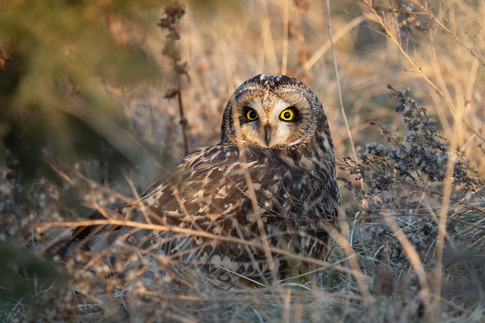 A Short-eared Owl