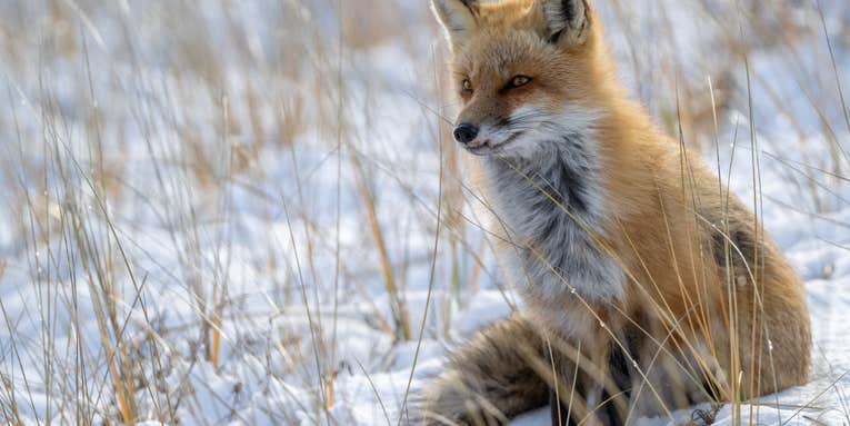 A tornado rainbow, a red fox, and other favorite photos of the day