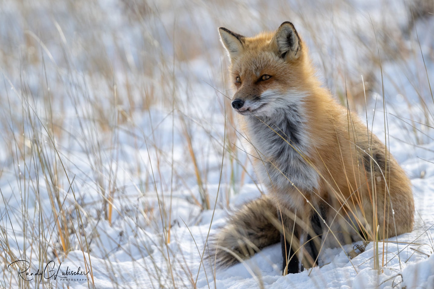A red fox by RGL Photography