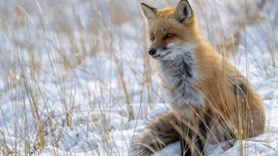 A red fox by RGL Photography