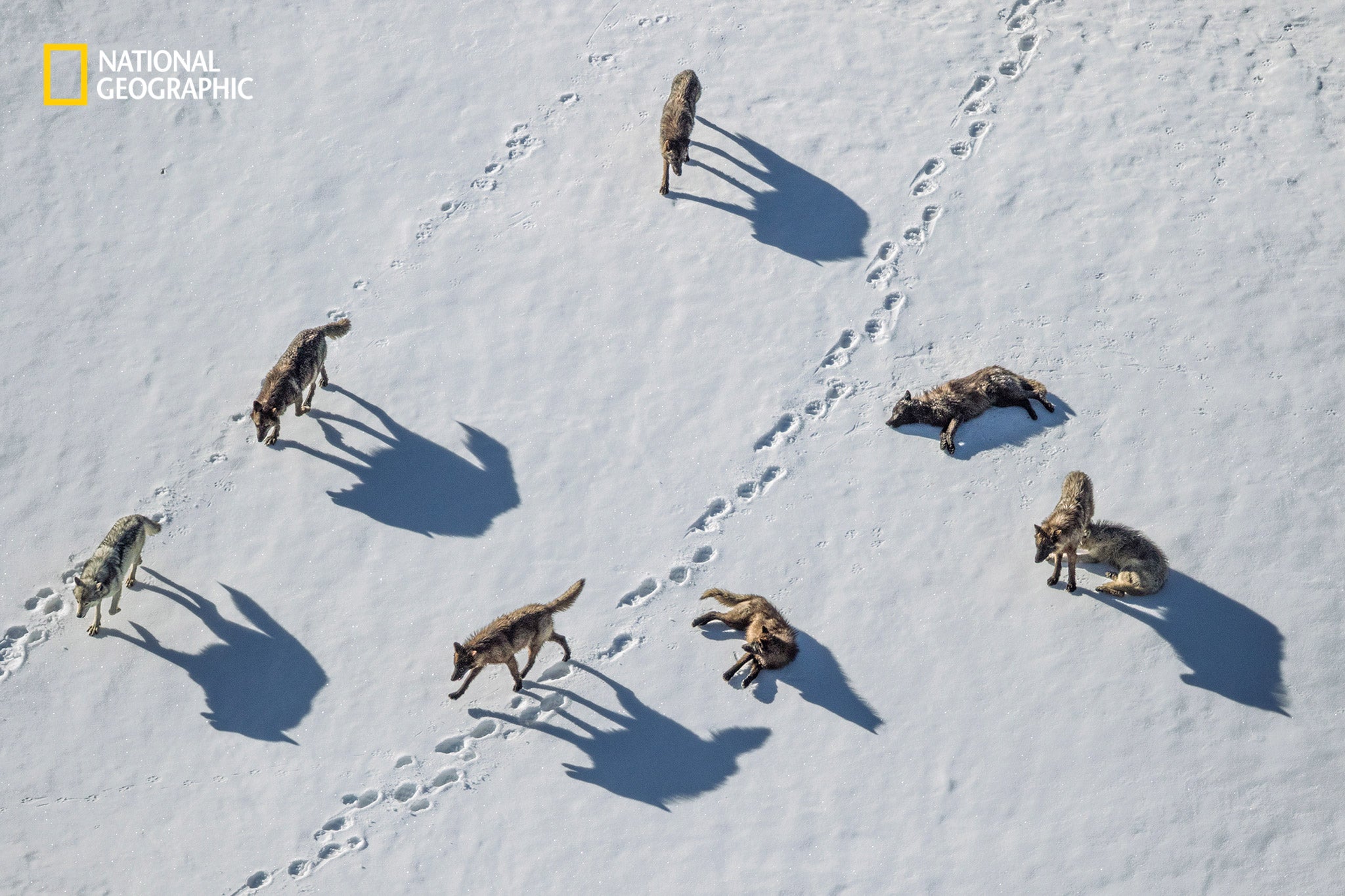 Gray wolves investigate grizzly bear tracks in Yellowstoneâs Pelican Valley. Once an endangered species, the wolves were reintroduced into the area in the mid â90s, by the end of 2021 95 live in the park. 