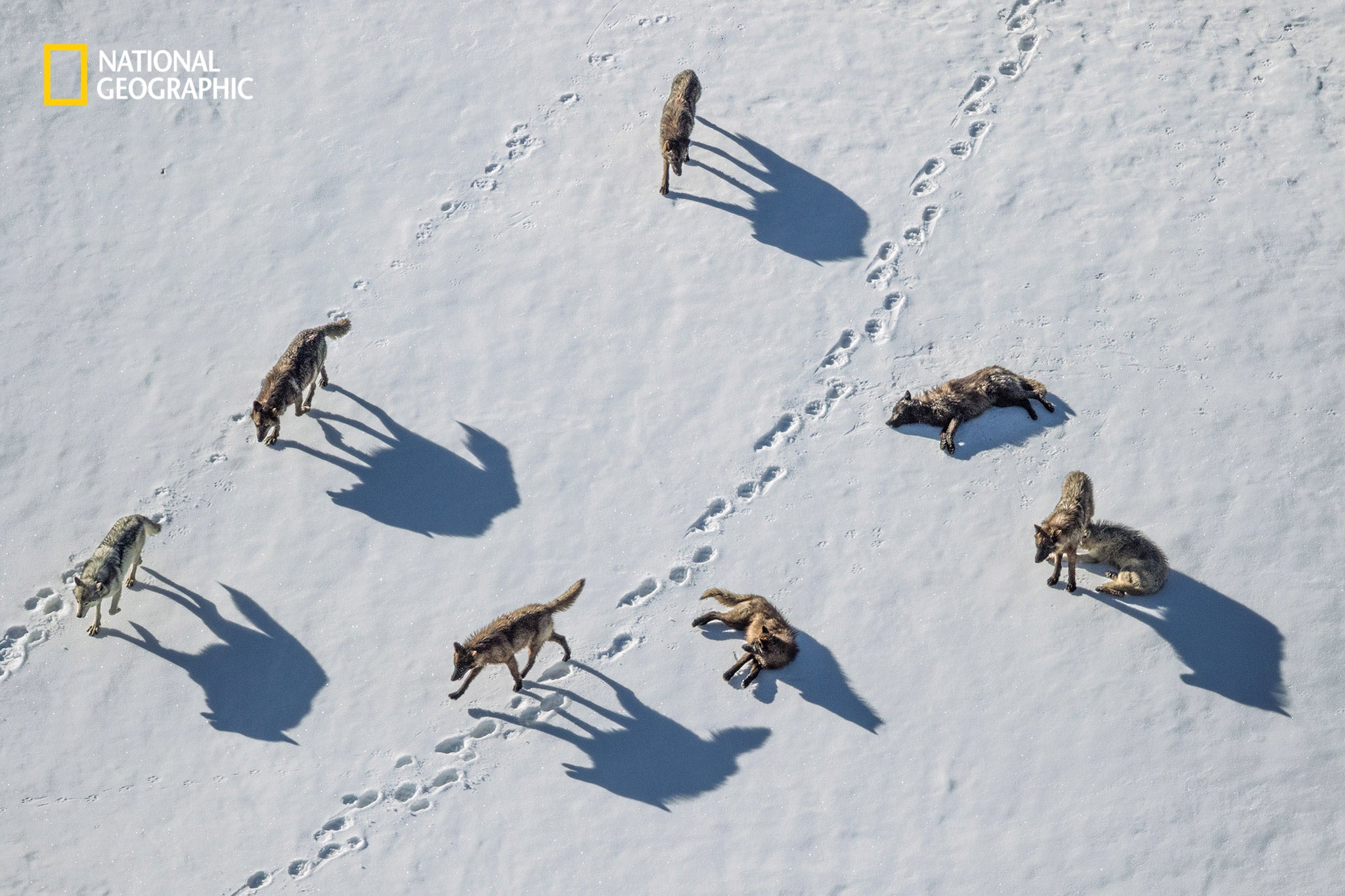 Gray wolves investigate grizzly bear tracks in Yellowstone’s Pelican Valley. Once an endangered species, the wolves were reintroduced into the area in the mid ‘90s, by the end of 2021 95 live in the park.
