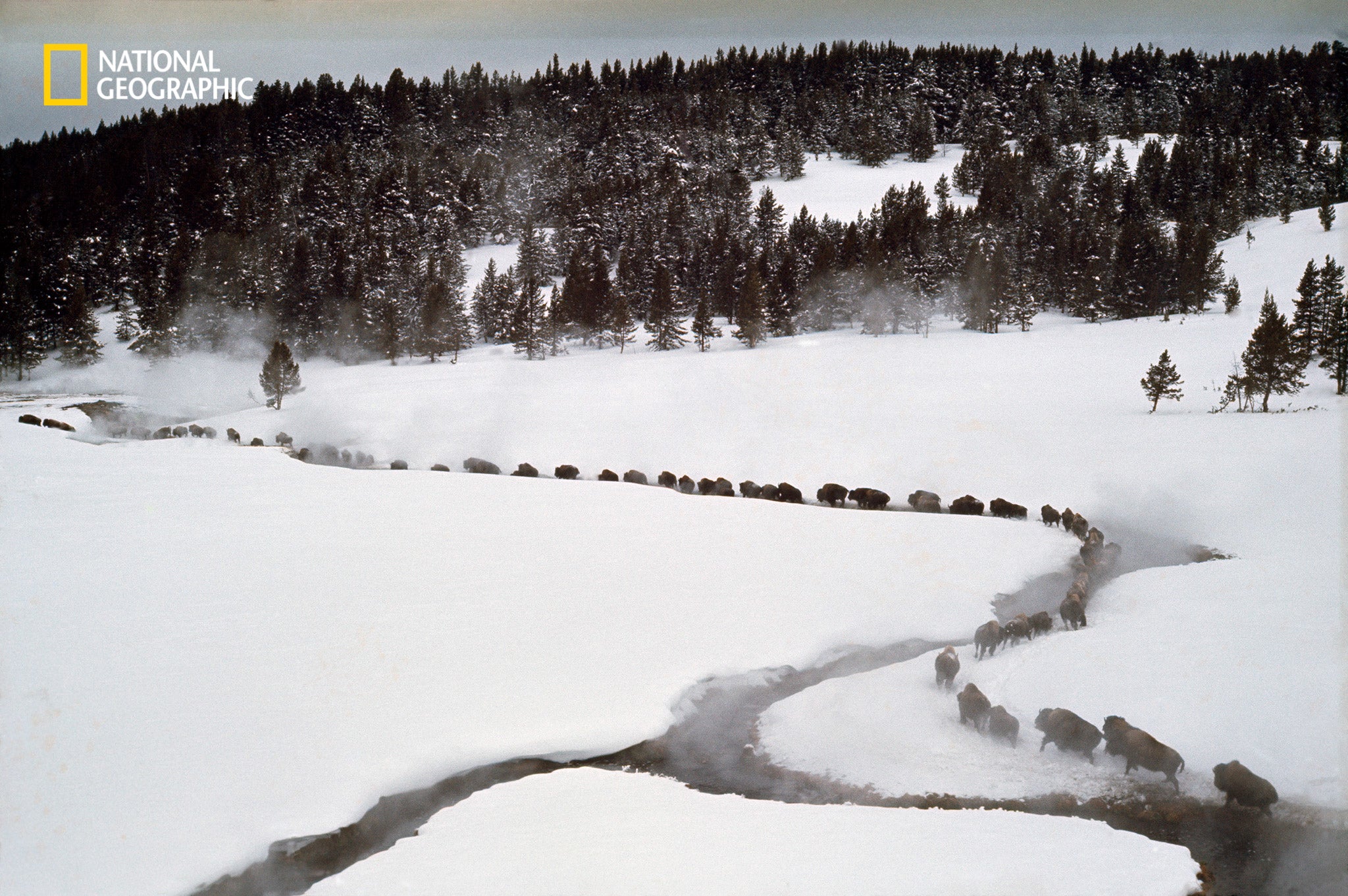 Carefully monitored bison are herded to a trap for tagging and testing for disease in Yellowstone National Park.