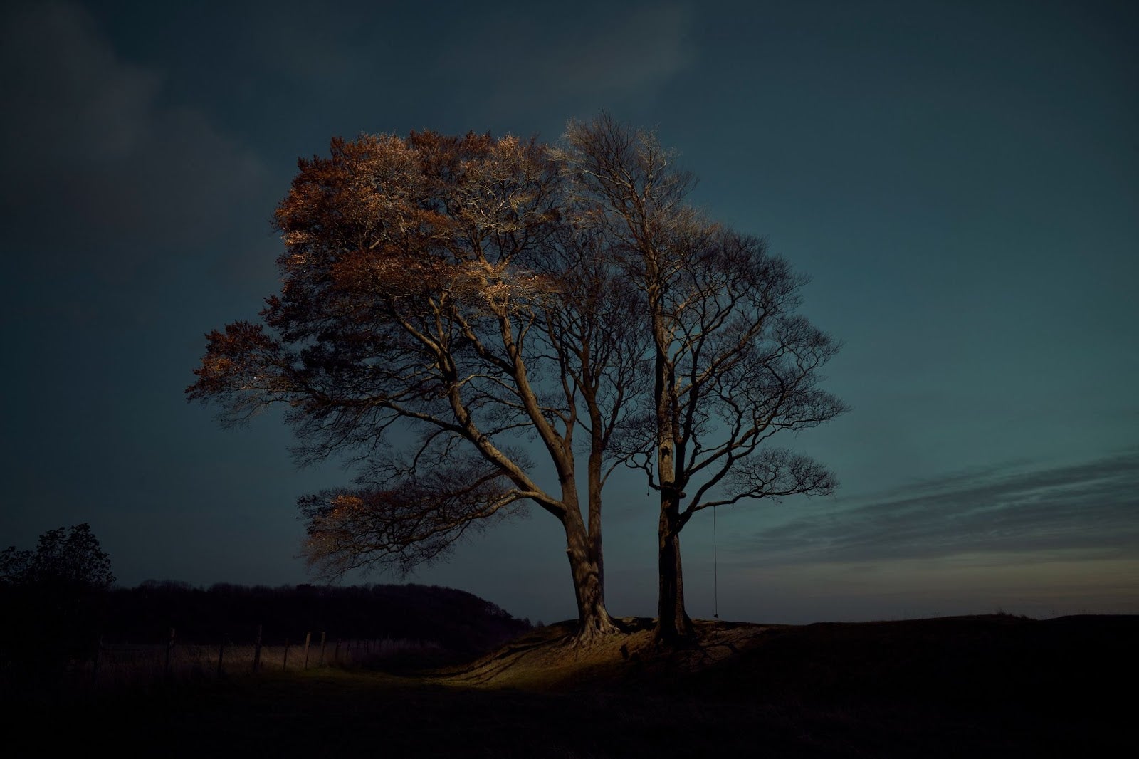 "Tree," by Gareth Iwan Jones.