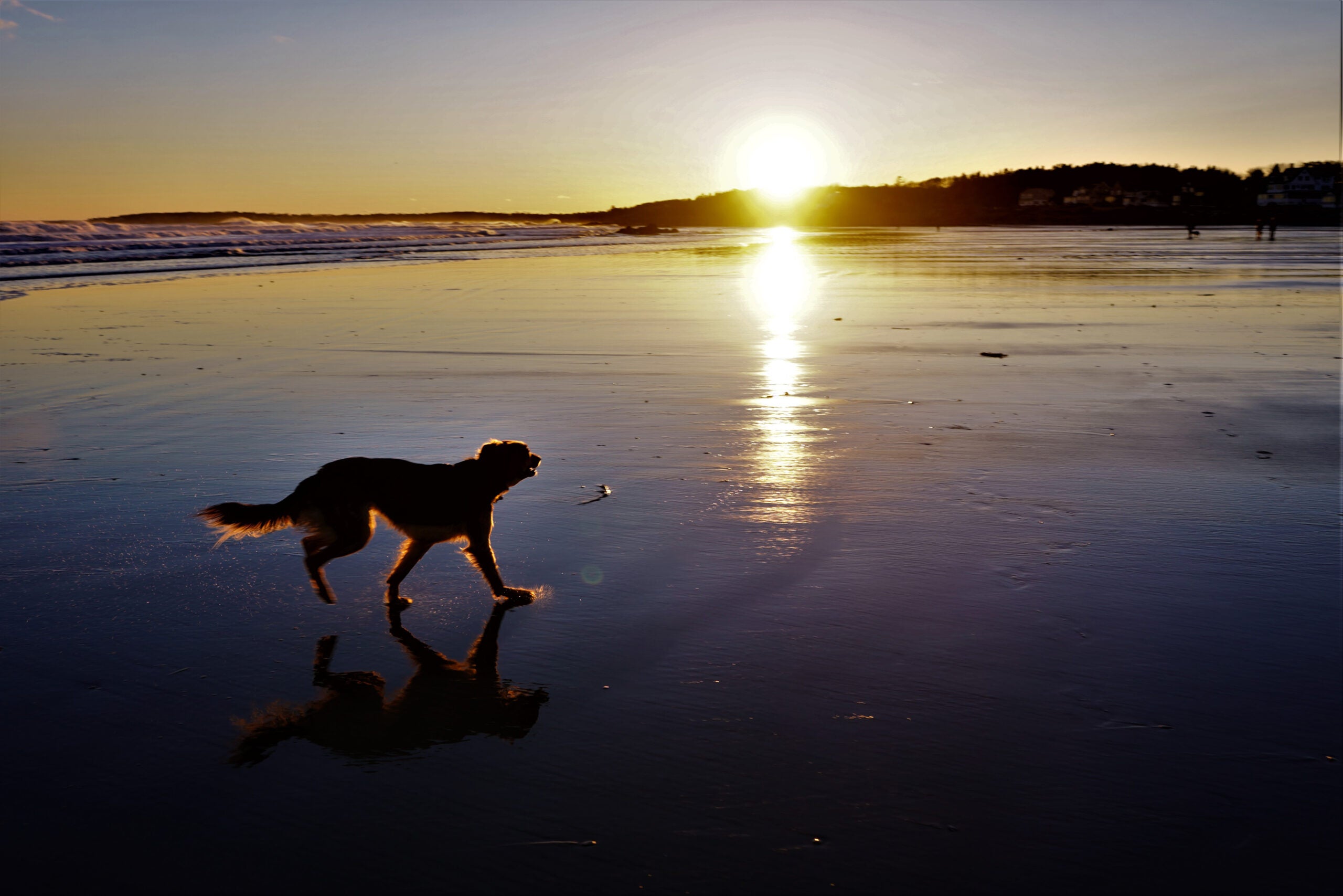 A photo of a dog on the beach at sunset.