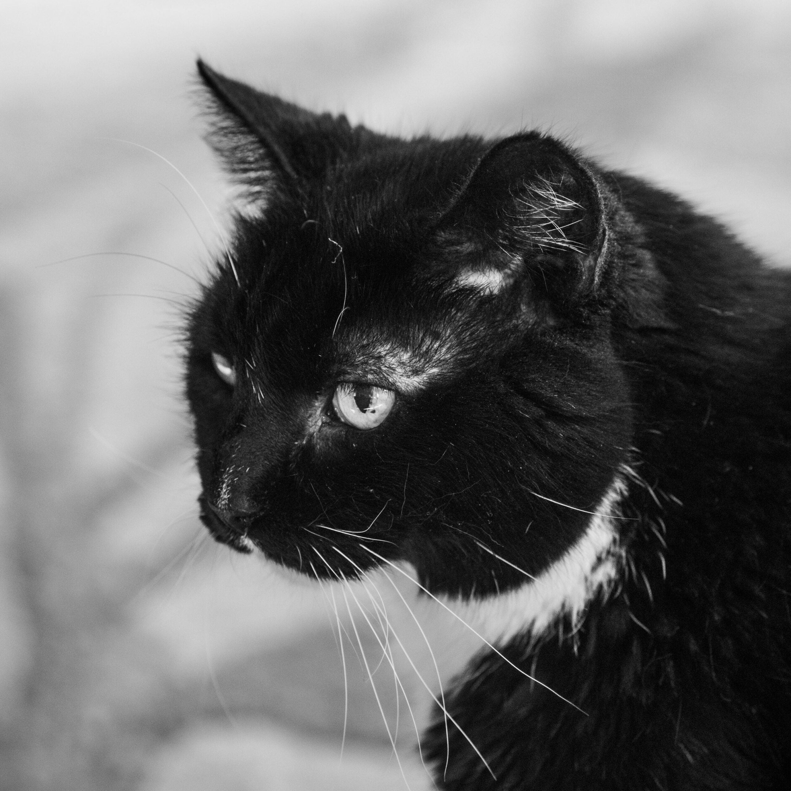 A portrait of the cat, King, by Flickr user Bud. 