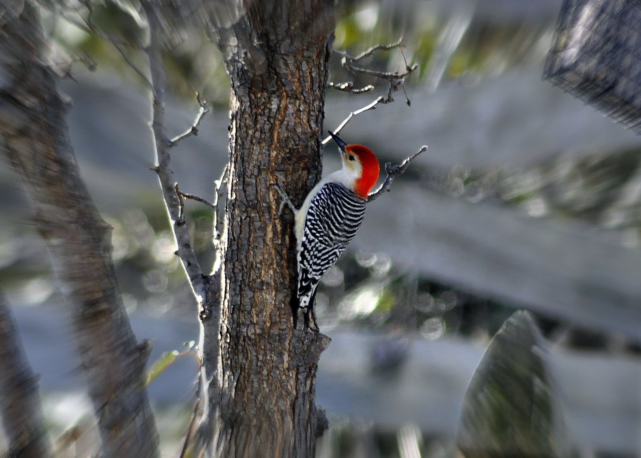 A zooming photo of a bird by Imagecaptor.