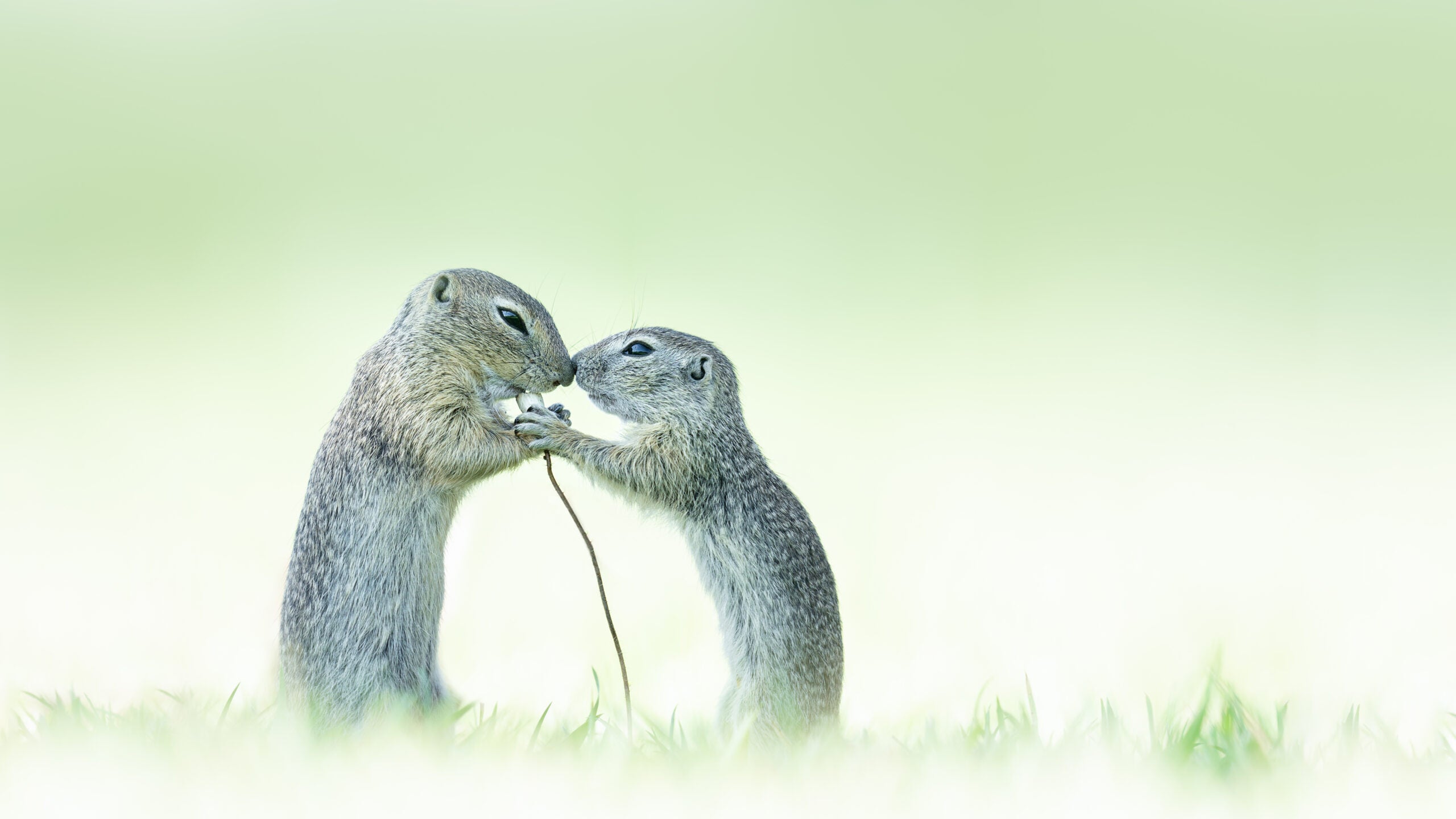 animals sharing a snack