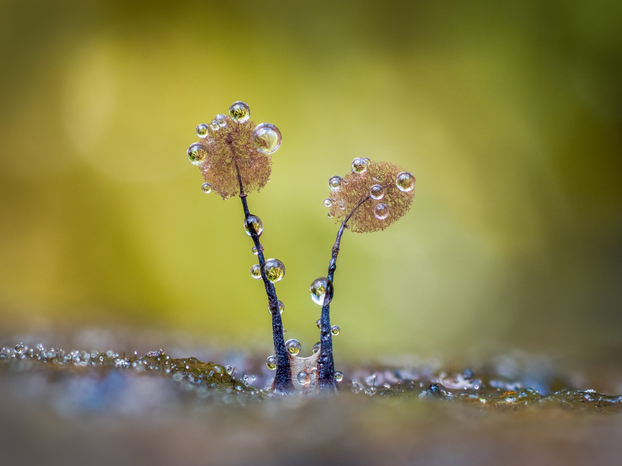 fungus with water on it