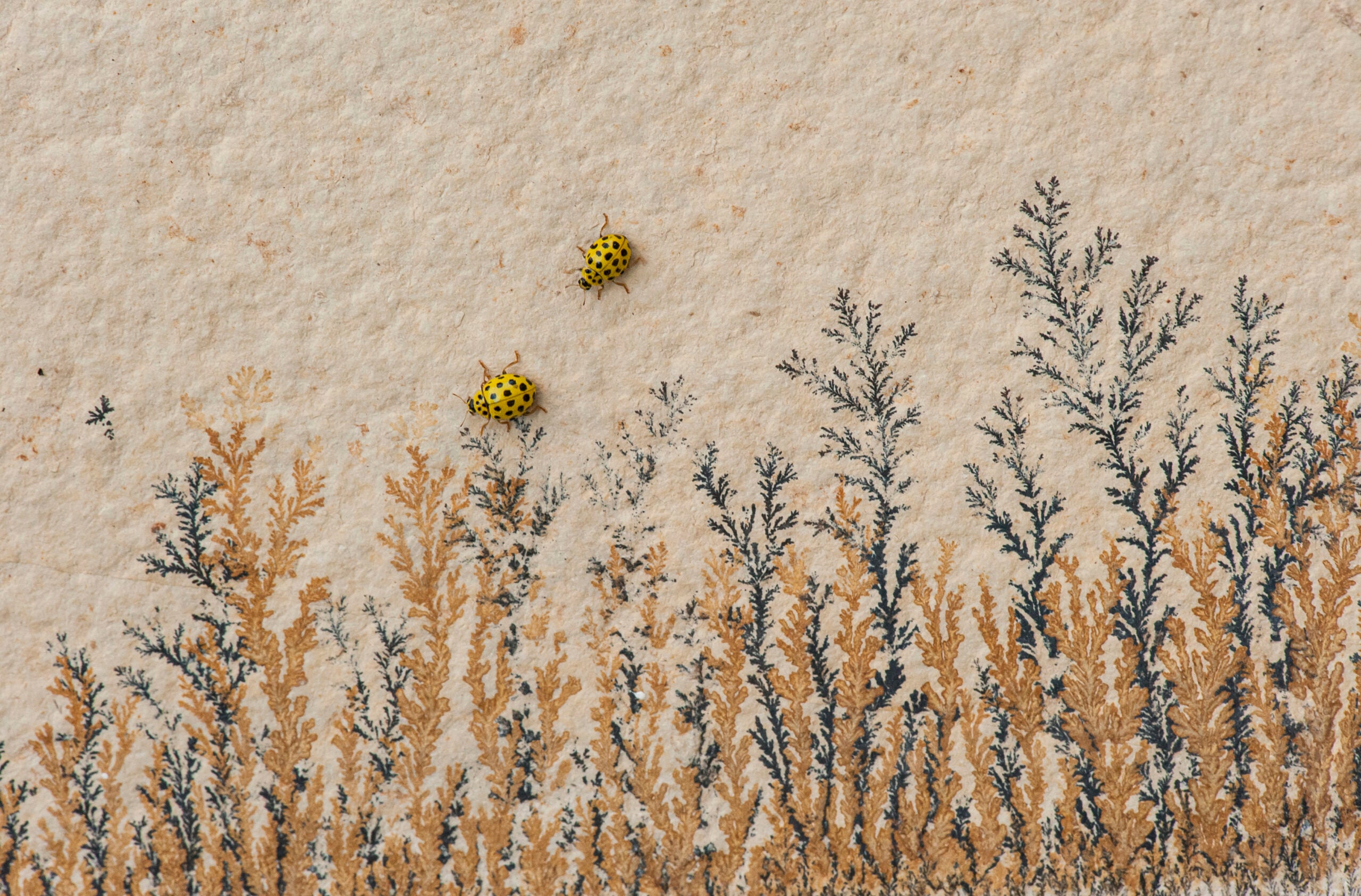 bugs on a wall