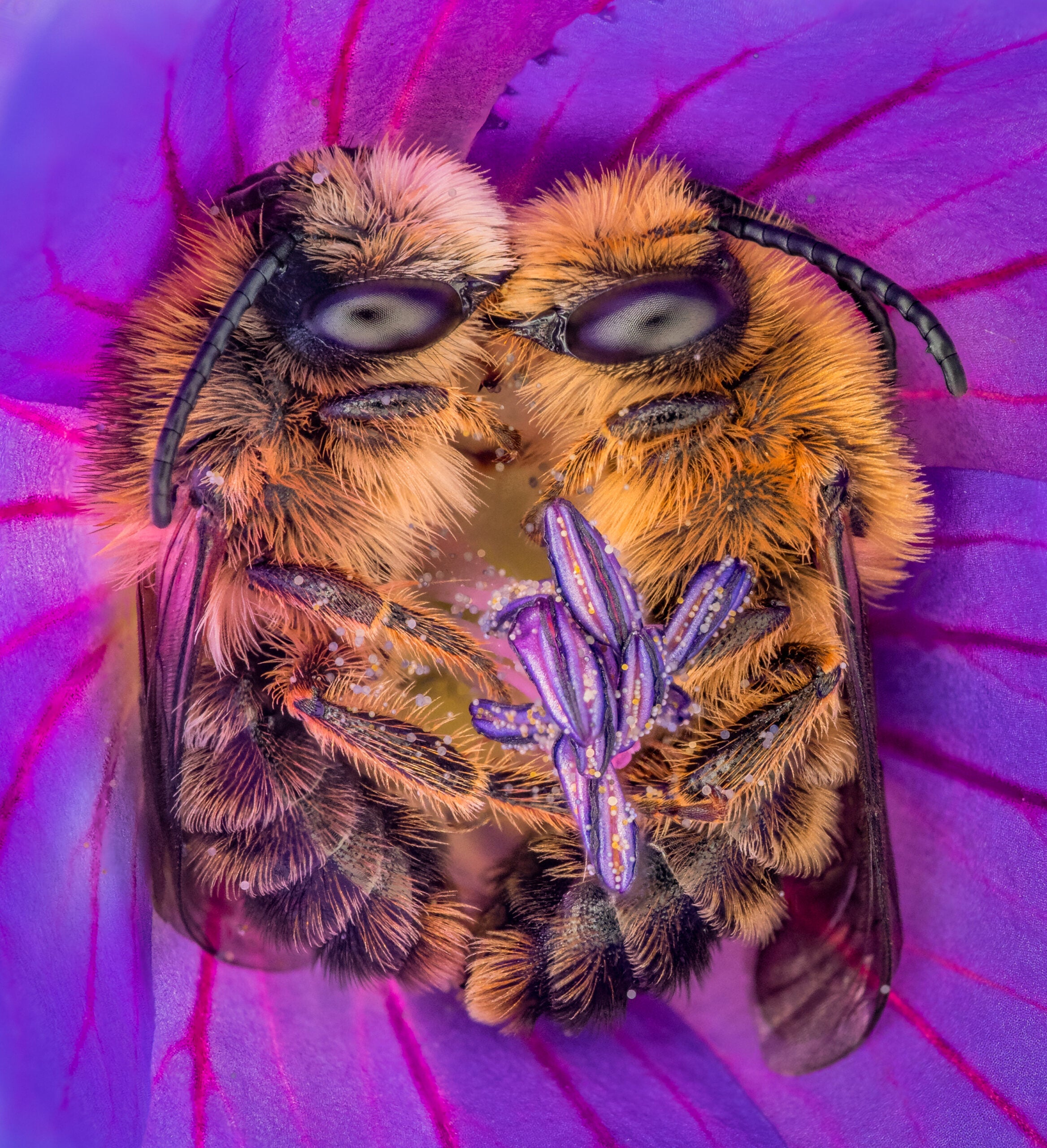 Two bees in a flower