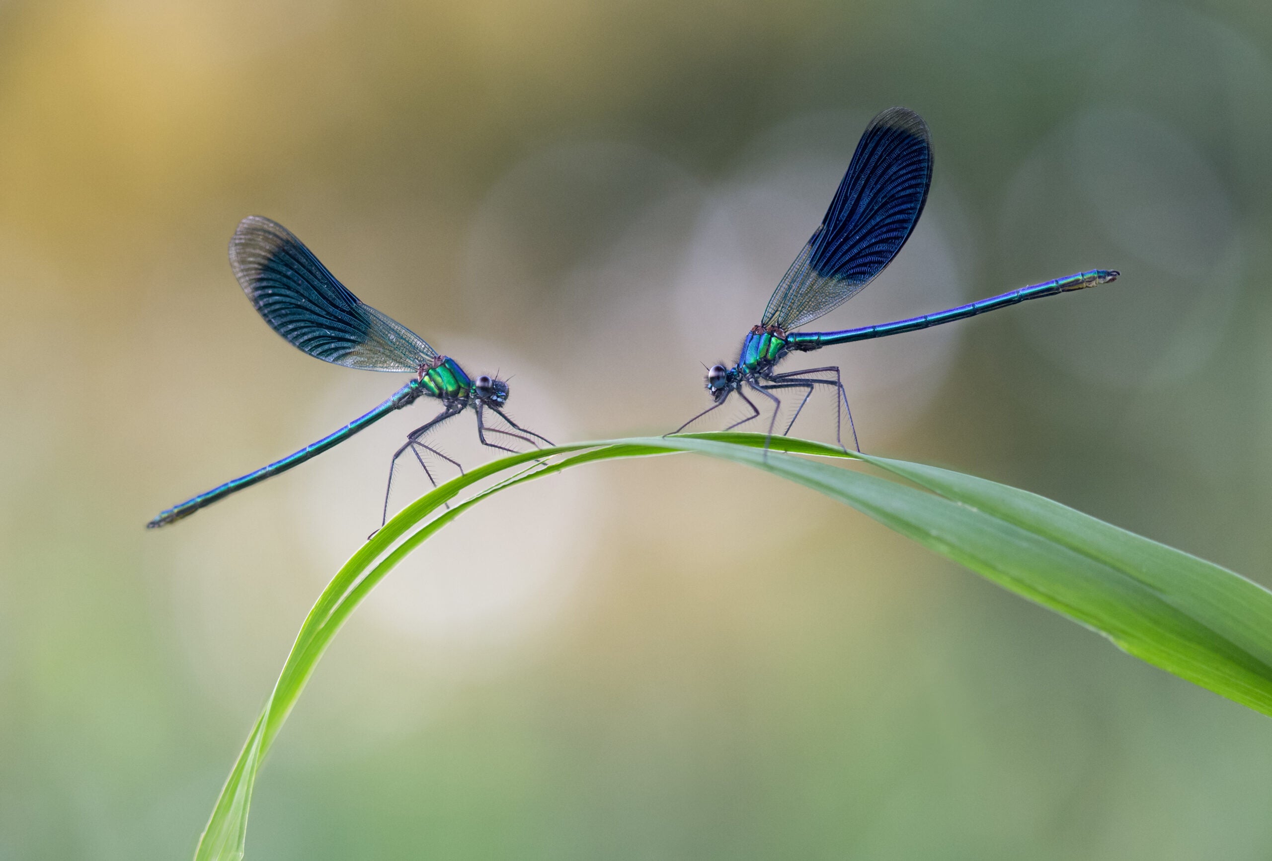 Two dragonflies reflect each other