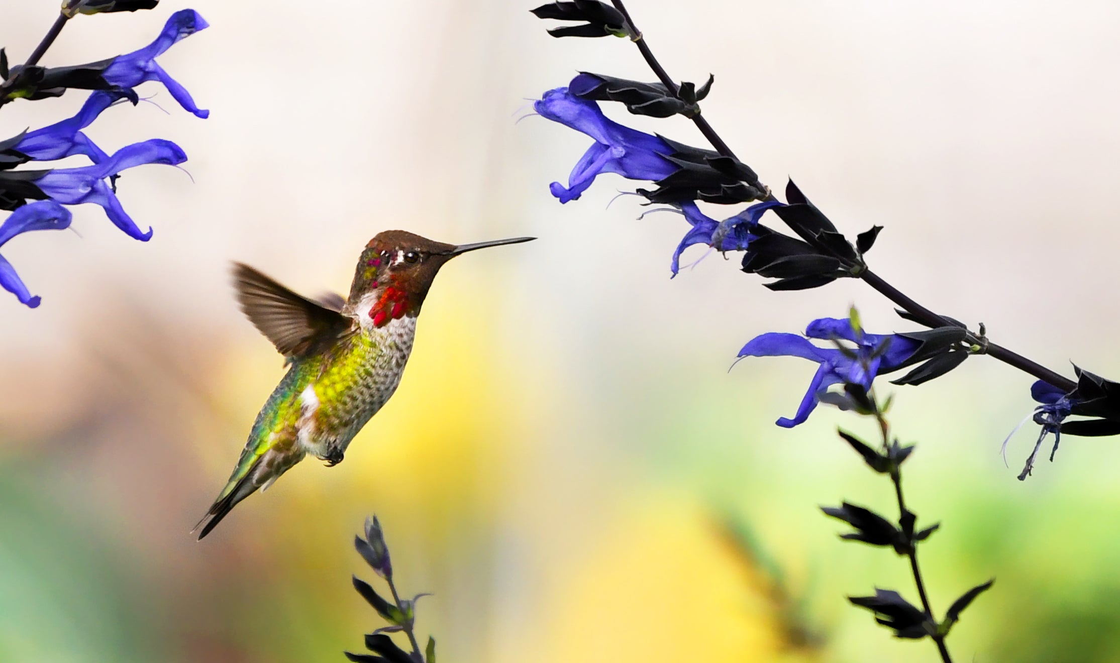 A hummingbird, photographed by Alberto Guillen