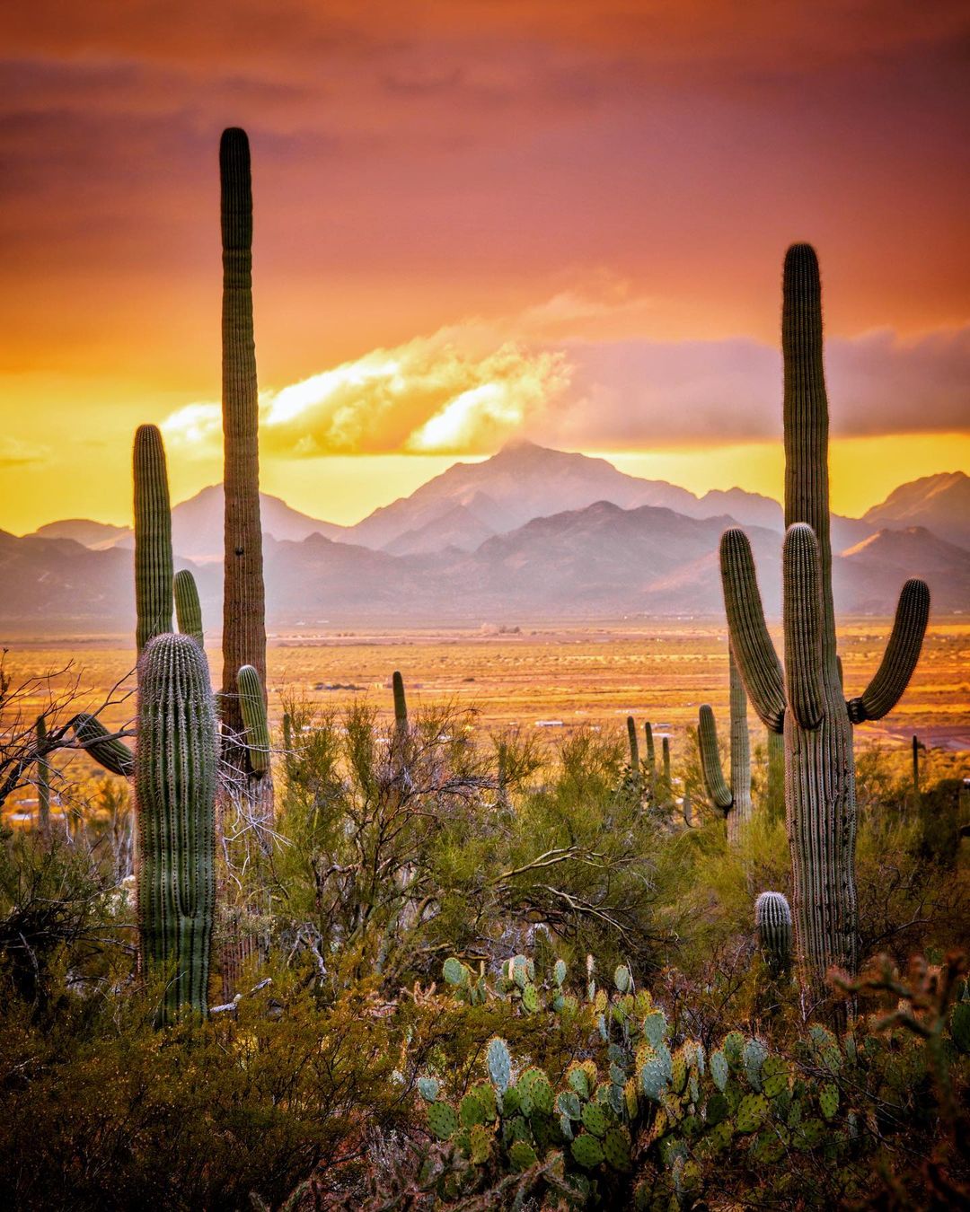 O deserto do Arizona 