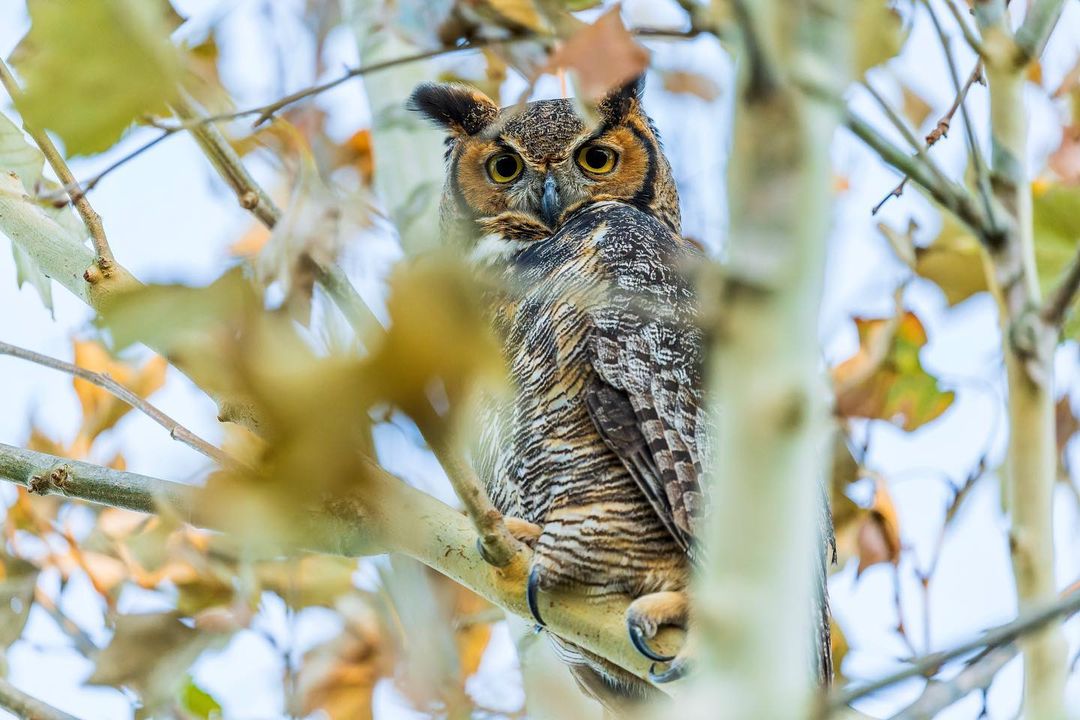 A Great Horned Owl