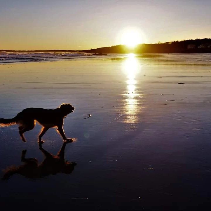 A photo of a dog on the beach at sunset.