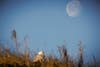 Snowy owl at Salsbury State Park in MA