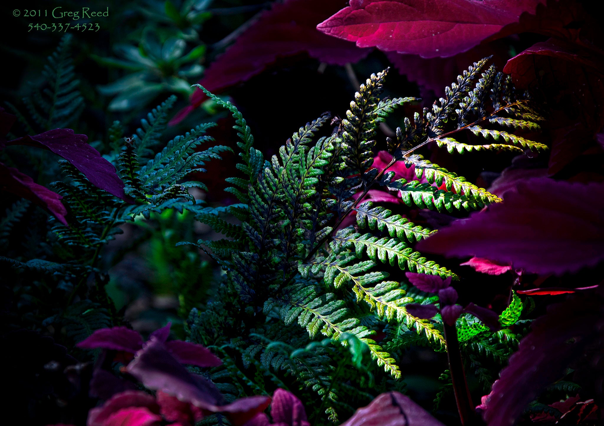 A sun-kissed fern.