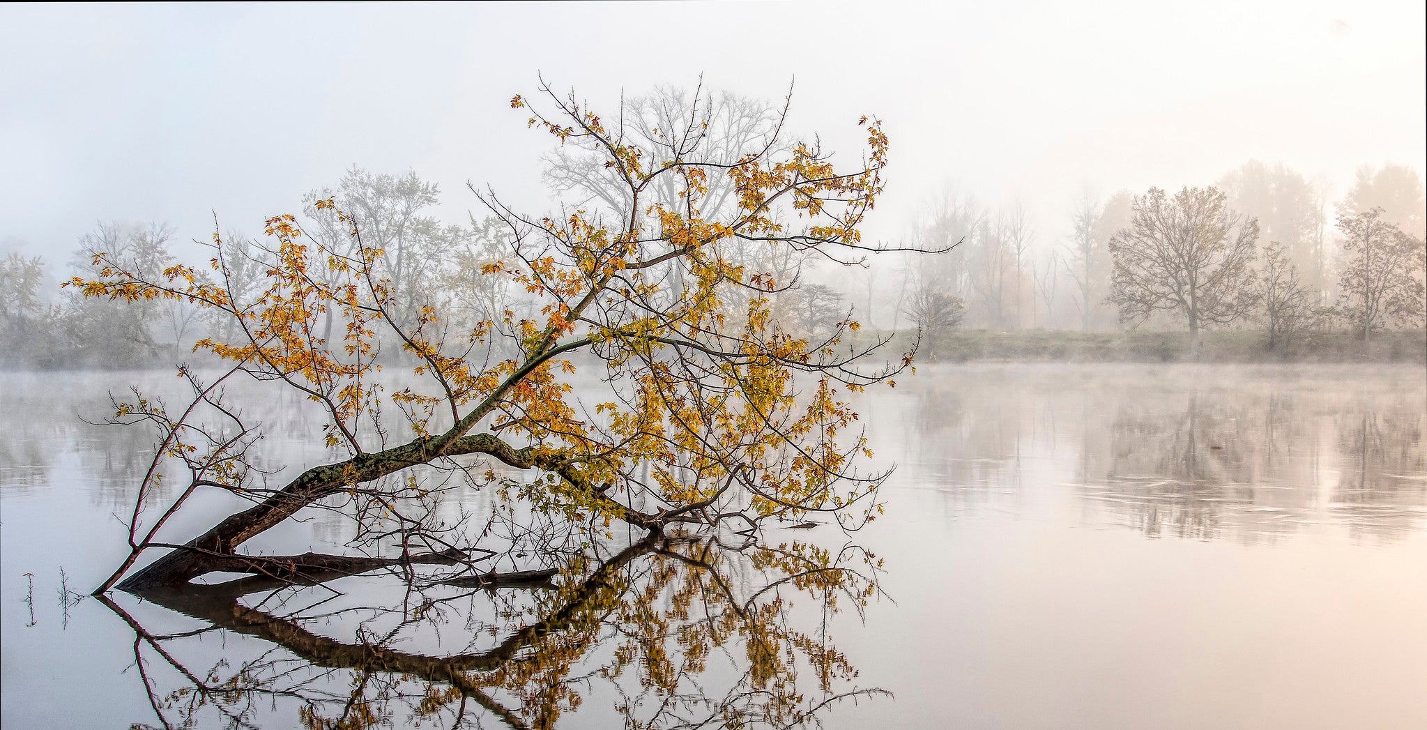 A foggy lake and a tree.