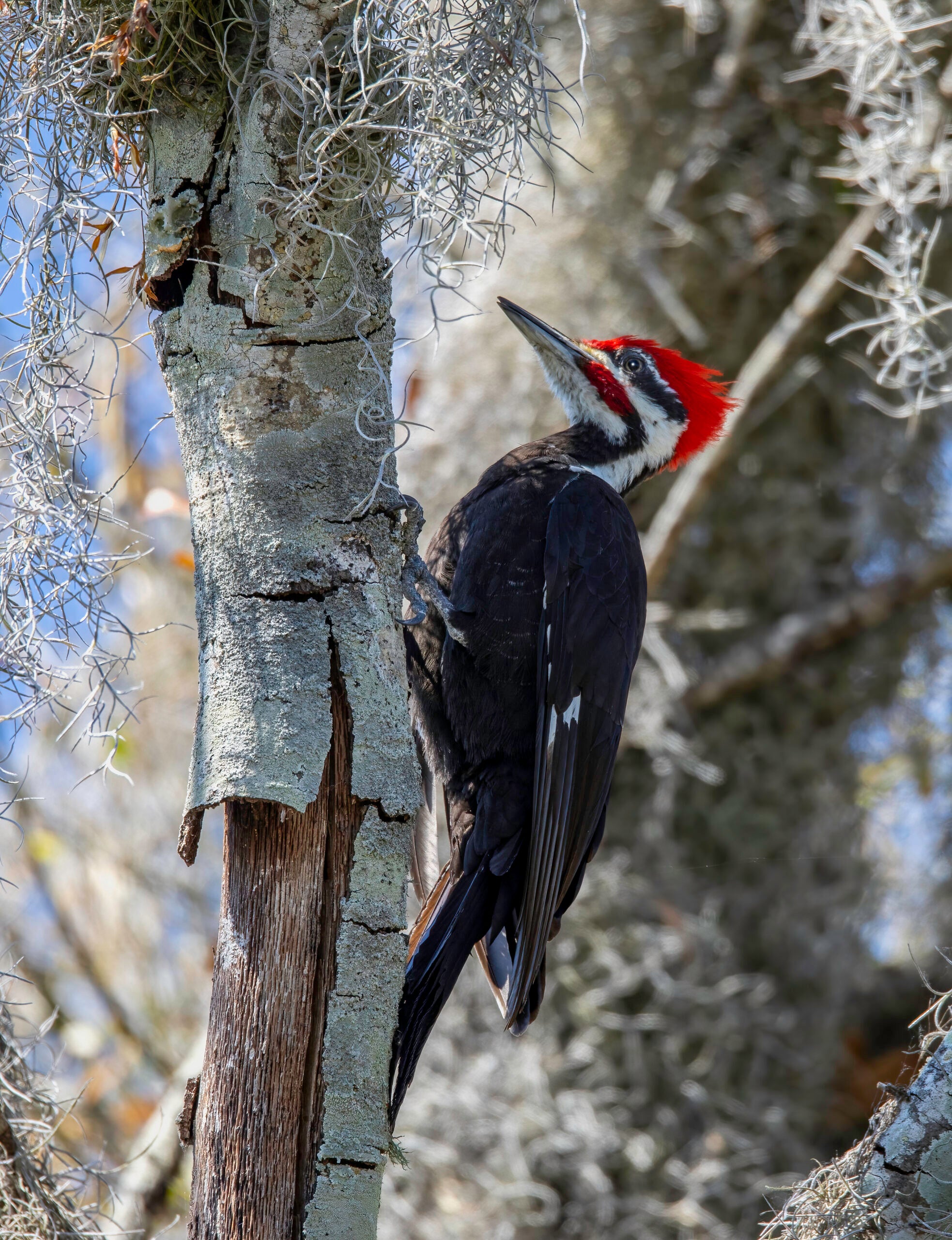 A Pileated Woodpecker