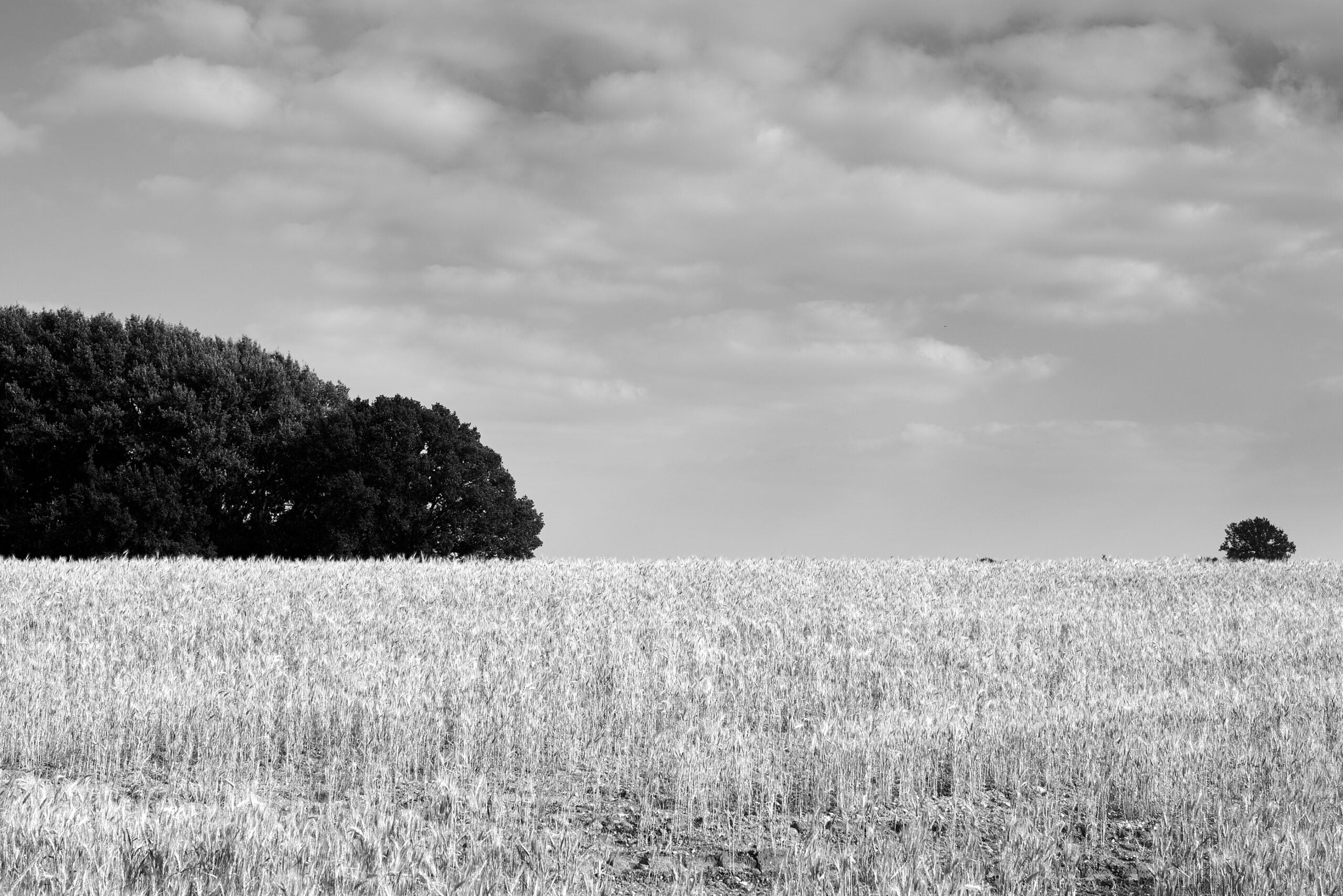 A B&W photo of a field.