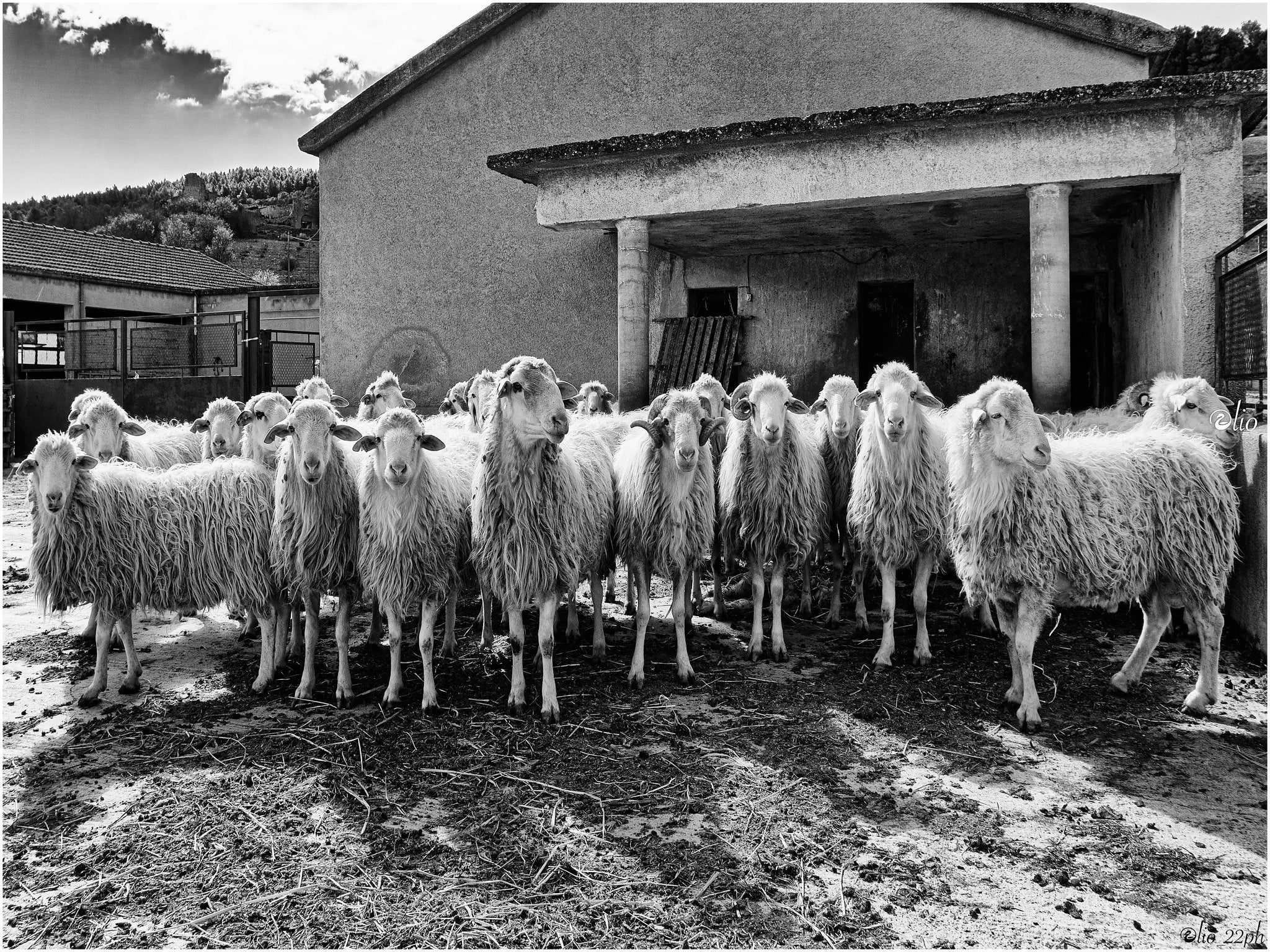 Ovelhas sicilianas em preto e branco.