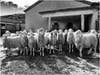 Sicilian sheep in black and white.